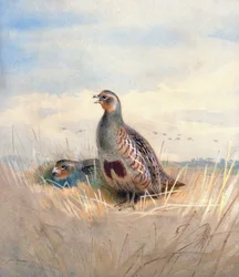 Zwei englische Rebhühner, 1903